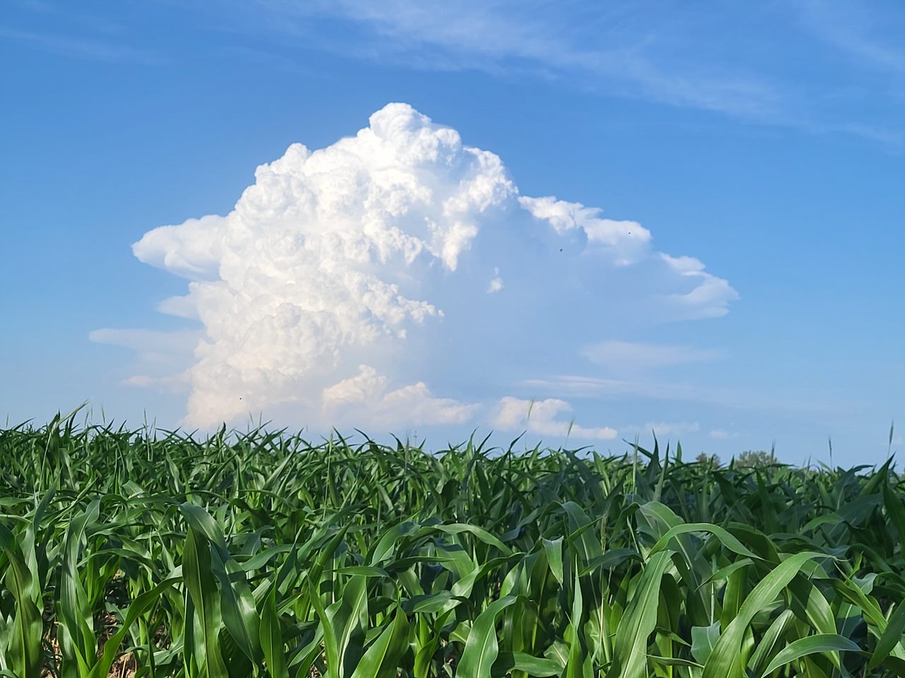Mächtige Quellwolke über einem Maisfeld – Rohstoff der Biogasanlage