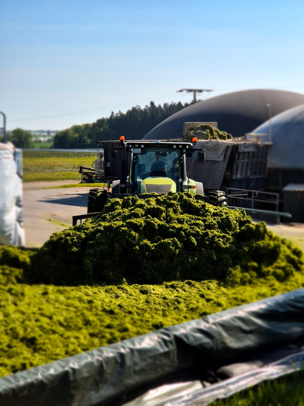 Frische Grassilage wird an der Biogasanlage eingelagert